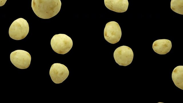 Potatoes are falling into transparent space on black background. Seamless looped 4K Footage
