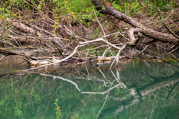 Dry branches reflections and plastic bottles, Zlatna Panega River at Iskar-Panega Eco-path Geopark, the first geopark in Bulgaria
