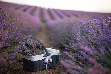 basket with lavender in a lavender field postcard. Picnic on a lavender field.