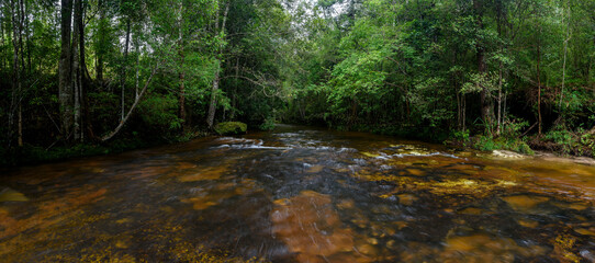 Panoramic beautiful deep forest stream in Thailand
