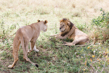 Löwenpaar bei der Paarung. Löwen in Tansania