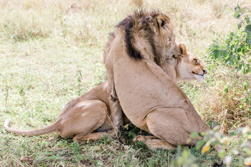 Löwenpaar bei der Paarung. Löwen in Tansania