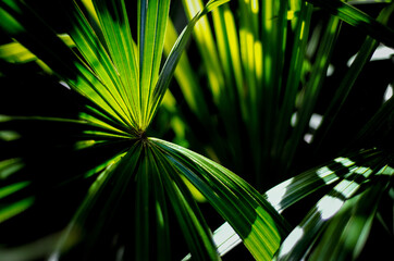 green leaf, tropical leaf on dark background - 451623172