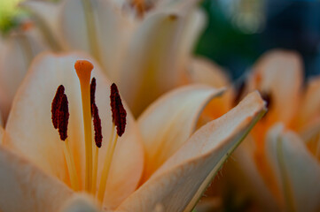 Beige lily is a rare variety growing in the summer garden. Floral abstraction. Floral background. Close-up.