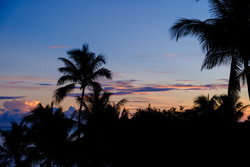 Obraz premium The beautiful Florida palms in the Florida Keys at sunrise