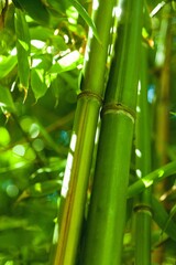 Fototapeta na wymiar Bamboo.