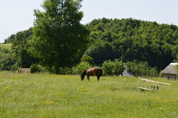 a brown horse grazing in a meadow