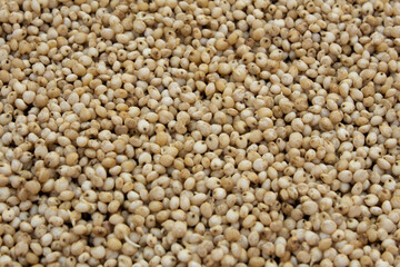 View of proso millet (also known as common millet) which is a food rich in protein