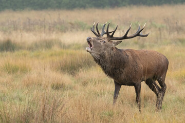 Red deer stag roaring on a cold autumnal morning. This display is part of the 'rut' where the males display and fight each other to keep their harem of females also known as hinds