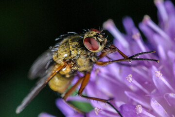 abeille sur une fleur mauve
