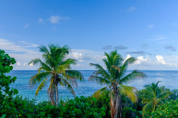 Fototapeta na wymiar Coconut bearing palm trees and small atolls and islands dot the Florida Keys area
