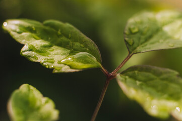 Green leaf of a plant, tree with water drops after rain, dew close-up. Photography, concept.