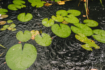 Large drops and a trace of rain on the surface of the lake, rivers on the water with green leaves of lilies.