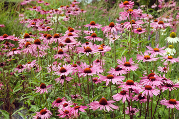 Echinacea 'Pink Parasol' and Echinacea pallida 'pale purple' in flower