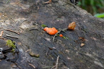 small orange fungi on a tree in the mountains