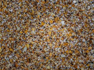 Seashore of multicolored shells. Natural background. Texture .