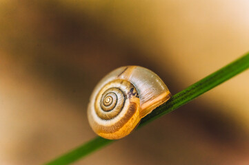 A beautiful snail hid in its shell, sitting on a green plant close-up.