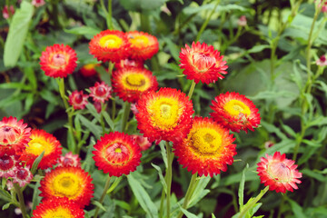 Red Everlasting daisies in bloom