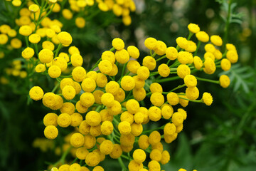 Yellow Common tansy in flower