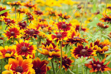 Rudbeckia 'Autumn Colours' in flower