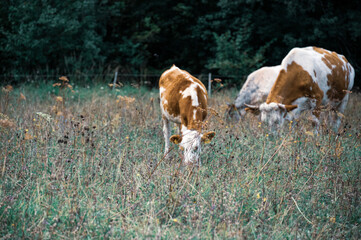 Brown cows in a flowering pasture