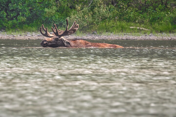 male moose swiming in the water