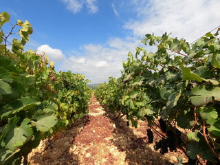 Fototapeta na wymiar Harvest season. Close view of grapes in the vineyard. Merlot grapes close up. Oenologist