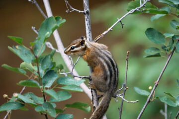 chipmunk on a branch