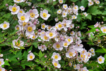 Japanese anemone 'September Charm' in flower