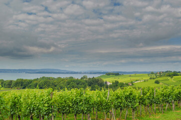 Fototapeta na wymiar Vineyard with dark clouds and lake in the background