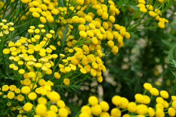 Yellow Common tansy in flower