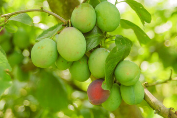 Plum green growing makro