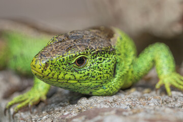 Lizard of a stone
