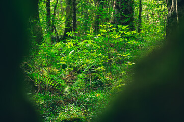 Untouched green forest in the summer