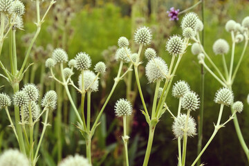 The thistle heads of the Rattlesnake Master