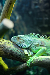 Iguana green in a terrarium close up. Vertical photo
