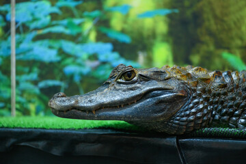 Crocodile in a terrarium close up (Crocodilia)