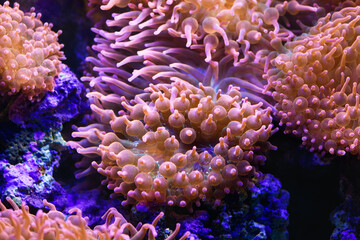 Bubble anemone in a marine aquarium close-up (Actiniaria). Marine and ocean background