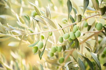 Olive tree with green olives flooded with golden sunlight