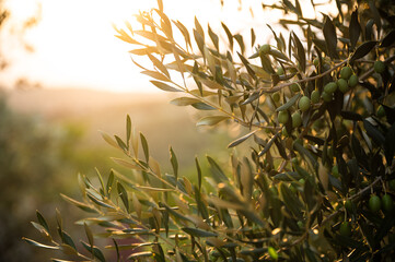 Olive tree with green olives flooded with golden sunlight