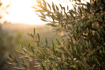 Olive tree with green olives flooded with golden sunlight