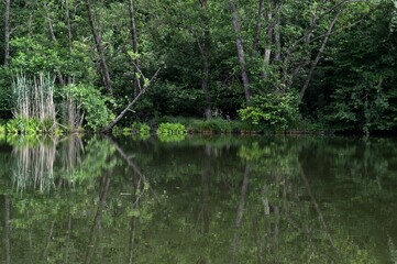 a green reflection of the plants in the lake