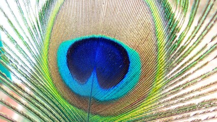 Obraz premium beautiful feather