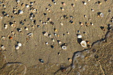 There are many small seashells on the sandy seashore. At the bottom of the frame is a foamy wave.