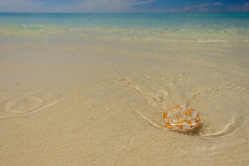 Crystal clear waters of the Dry Tortugas reveal colorful crustacean shells on it's warm shores.