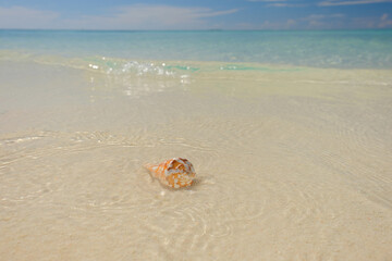 Fototapeta na wymiar Crystal clear waters of the Dry Tortugas reveal colorful crustacean shells on it's warm shores.