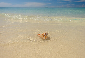 Fototapeta na wymiar Crystal clear waters of the Dry Tortugas reveal colorful crustacean shells on it's warm shores.