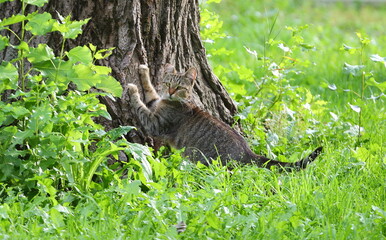 A gray tabby cat sharpens its claws on the bark of a tree in the green grass
