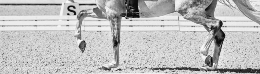 Dressage horses and rider in uniform. Horizontal banner for website header design. Black and white. Equestrian sport competition, copy space.