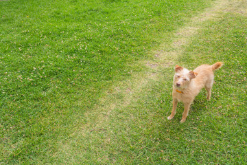 yellow dog on grass